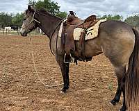 all-around-quarter-horse