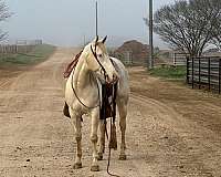 perlino-ahqhr-mare
