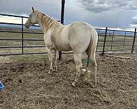 perlino-ahqhr-horse