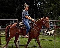 family-paso-fino-horse