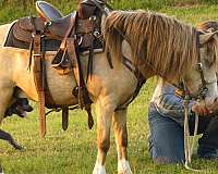 beginner-pony
