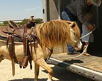 driving-pony