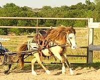 experienced-pony