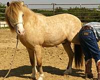 kid-safe-pony
