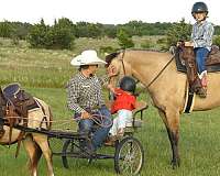 ridden-western-pony