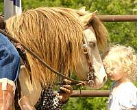 western-riding-pony