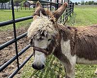 donkey-for-sale