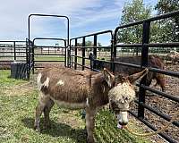 donkey