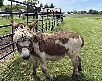 donkey-stallion