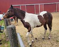 tri-colored-tobiano-horse
