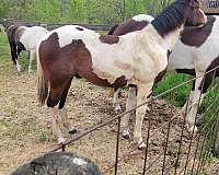 tobiano-tri-colored-horse