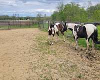 all-around-paint-horse