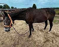 white-spots-horse