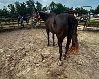 bay-roan-white-spots-horse