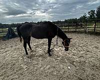 cash-appaloosa-horse