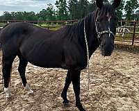 white-horse
