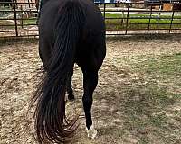 black-white-horse