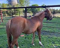 strip-front-pastern-sock-2-rear-stockings-pony