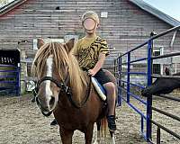 sorrel-strip-front-pastern-sock-2-rear-stockings-pony