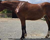 star-stripe-3-white-feet-pony