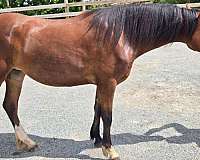 bay-star-stripe-3-white-feet-pony