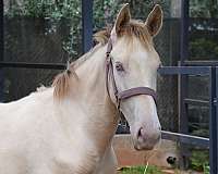 iberian-horse-lusitano