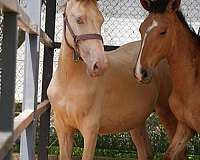 special-color-lusitano-horse