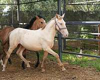 diluido-lusitano-horse