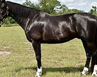 dutch-warmblood-horse-for-sale
