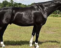 dutch-warmblood-horse