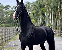 dutch-warmblood-gelding