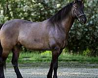 ability-friesian-horse