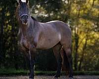 all-friesian-horse