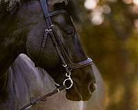 action-friesian-horse