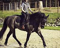 amateur-friesian-horse