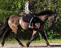 amateur-friendly-friesian-horse