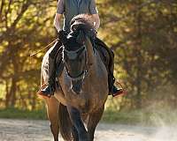 around-friesian-horse