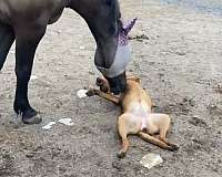 athletic-friesian-horse