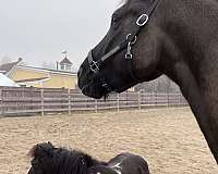 athletic-ability-friesian-horse