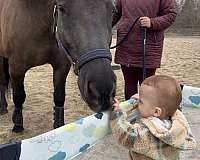 barn-friesian-horse