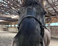 comfortable-gaits-friesian-horse
