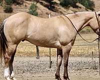 athletic-quarter-horse