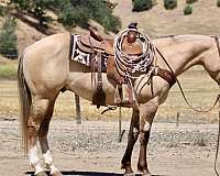 endurance-quarter-horse