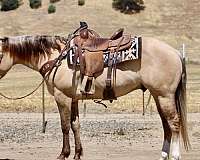 flashy-quarter-horse