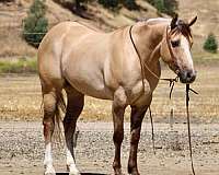 husband-safe-quarter-horse