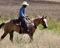 performance-quarter-horse