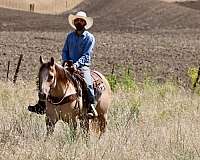 ranch-quarter-horse