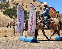 ranch-versatility-quarter-horse