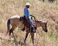 ranch-work-quarter-horse