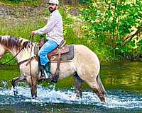 ridden-western-quarter-horse